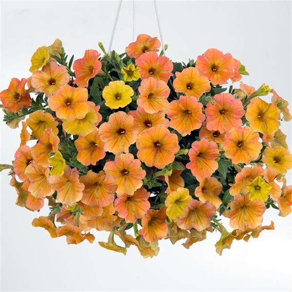 Indian Summer Petunia