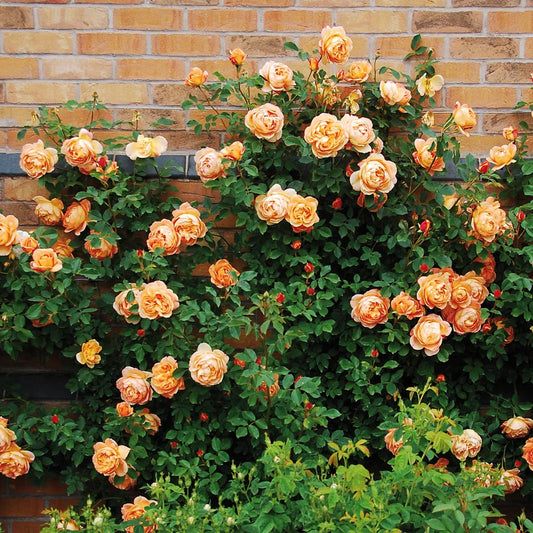 David Austin Lady of Shalott Rose