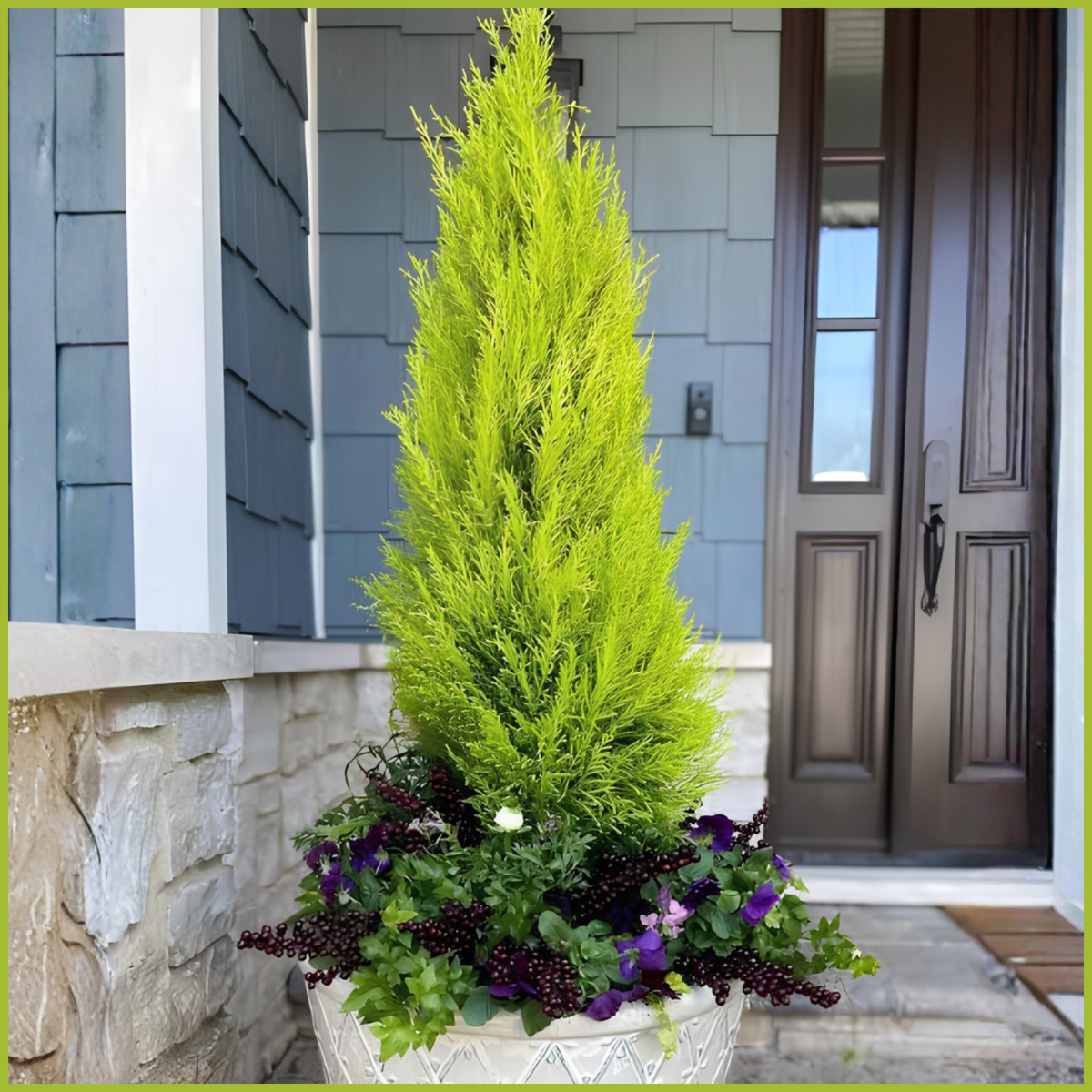 Lemon Cypress