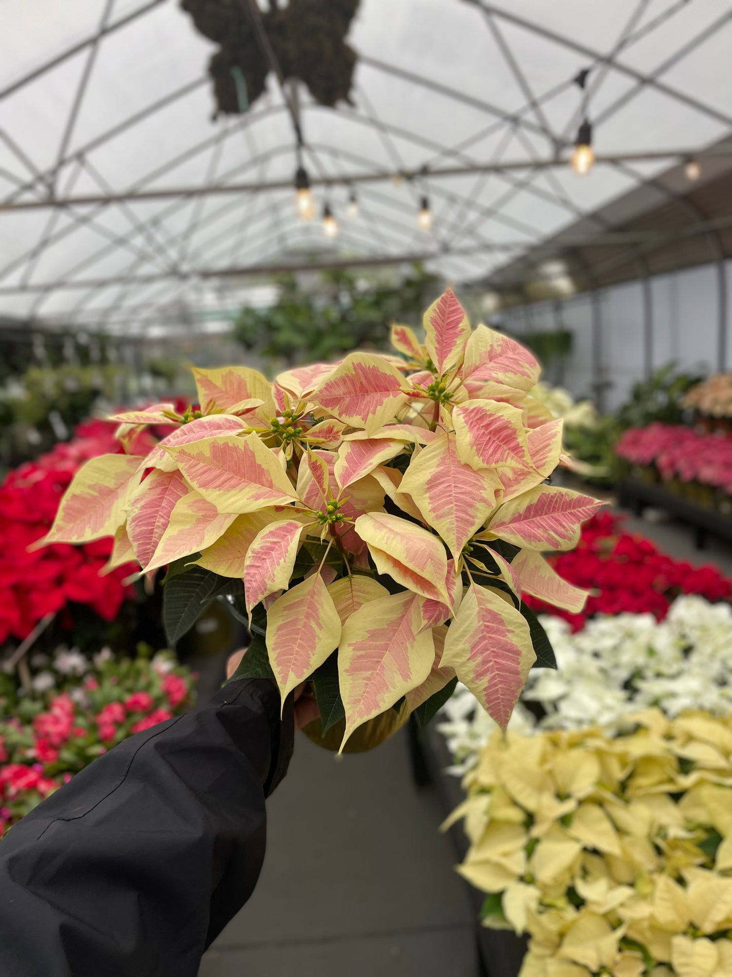 Magic Marble Poinsettia