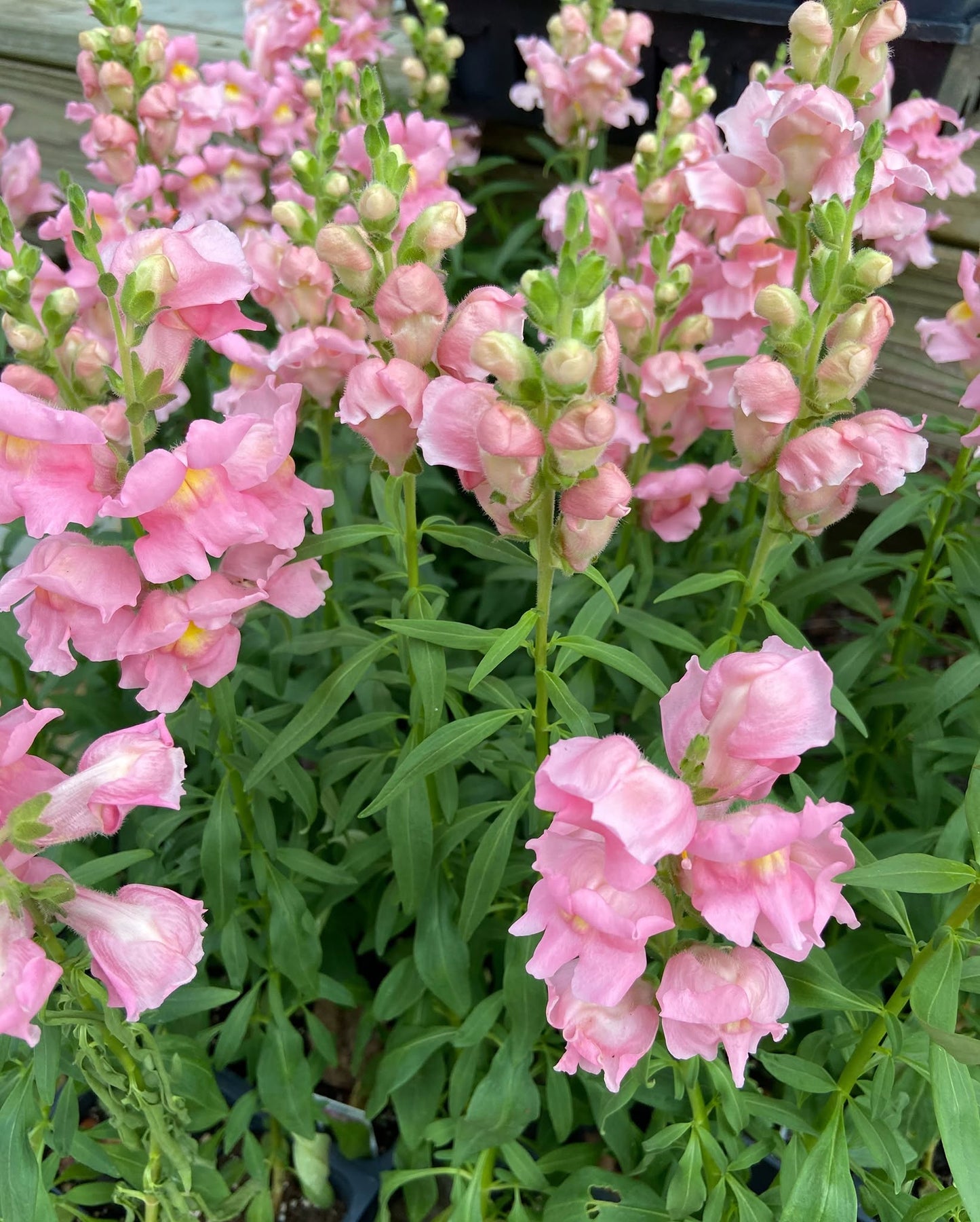 Snapdragons