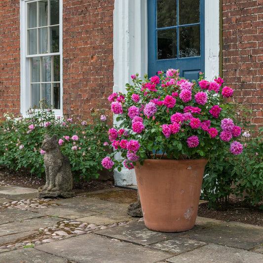David Austin Princess Anne Shrub Rose