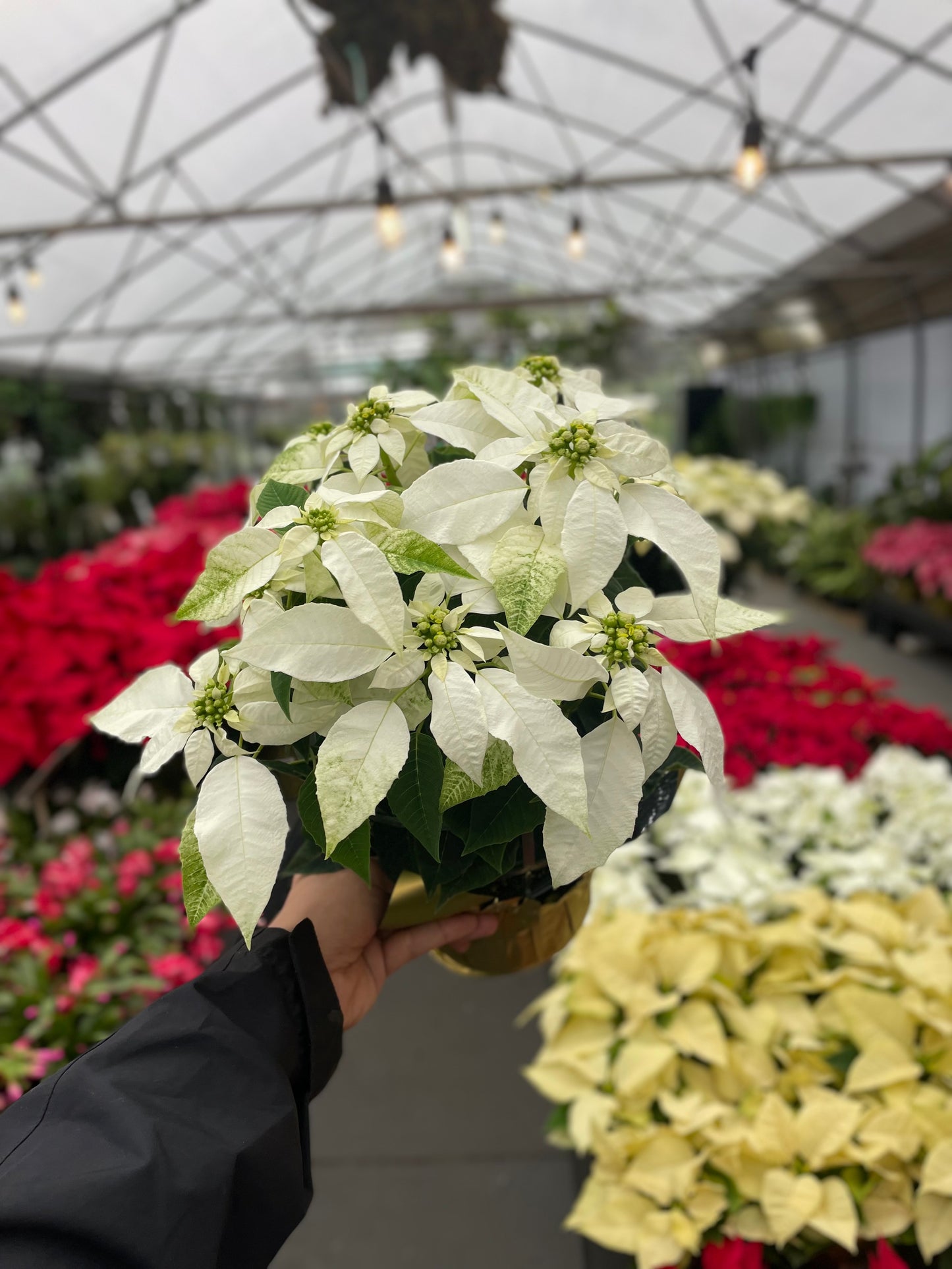 Princettia Pure White Poinsettia