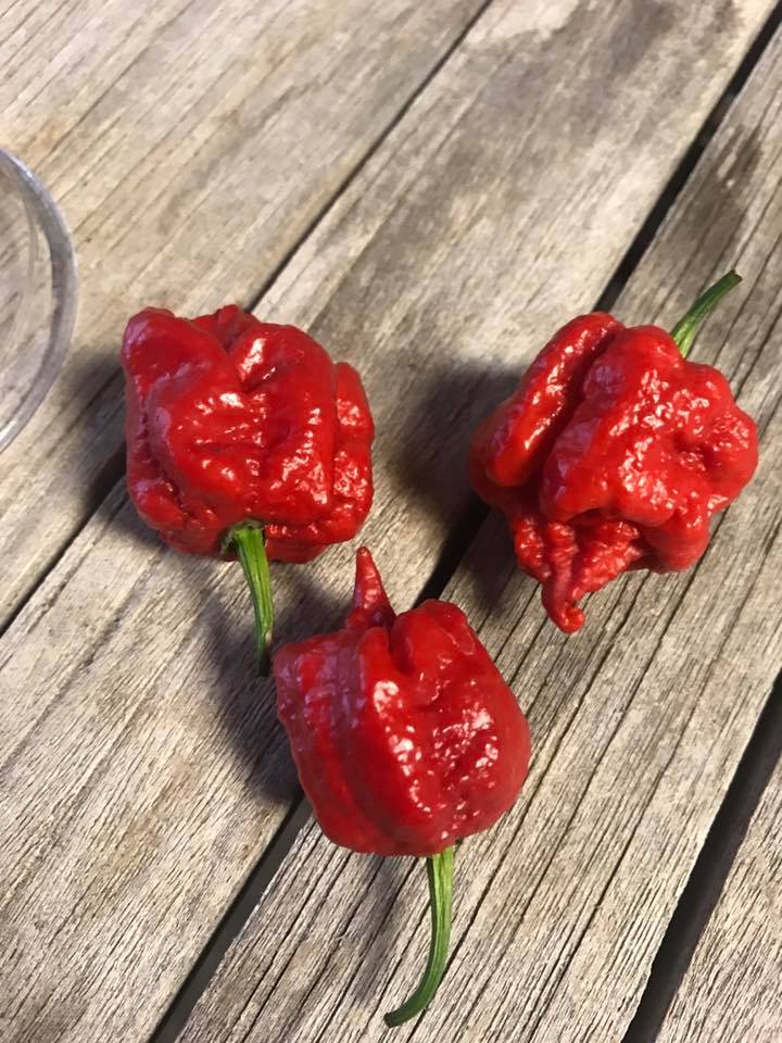 Carolina Reaper Hot Pepper