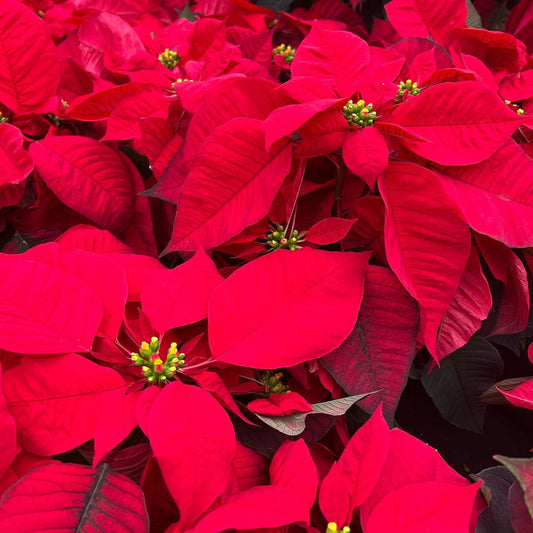 Radically Red Poinsettia