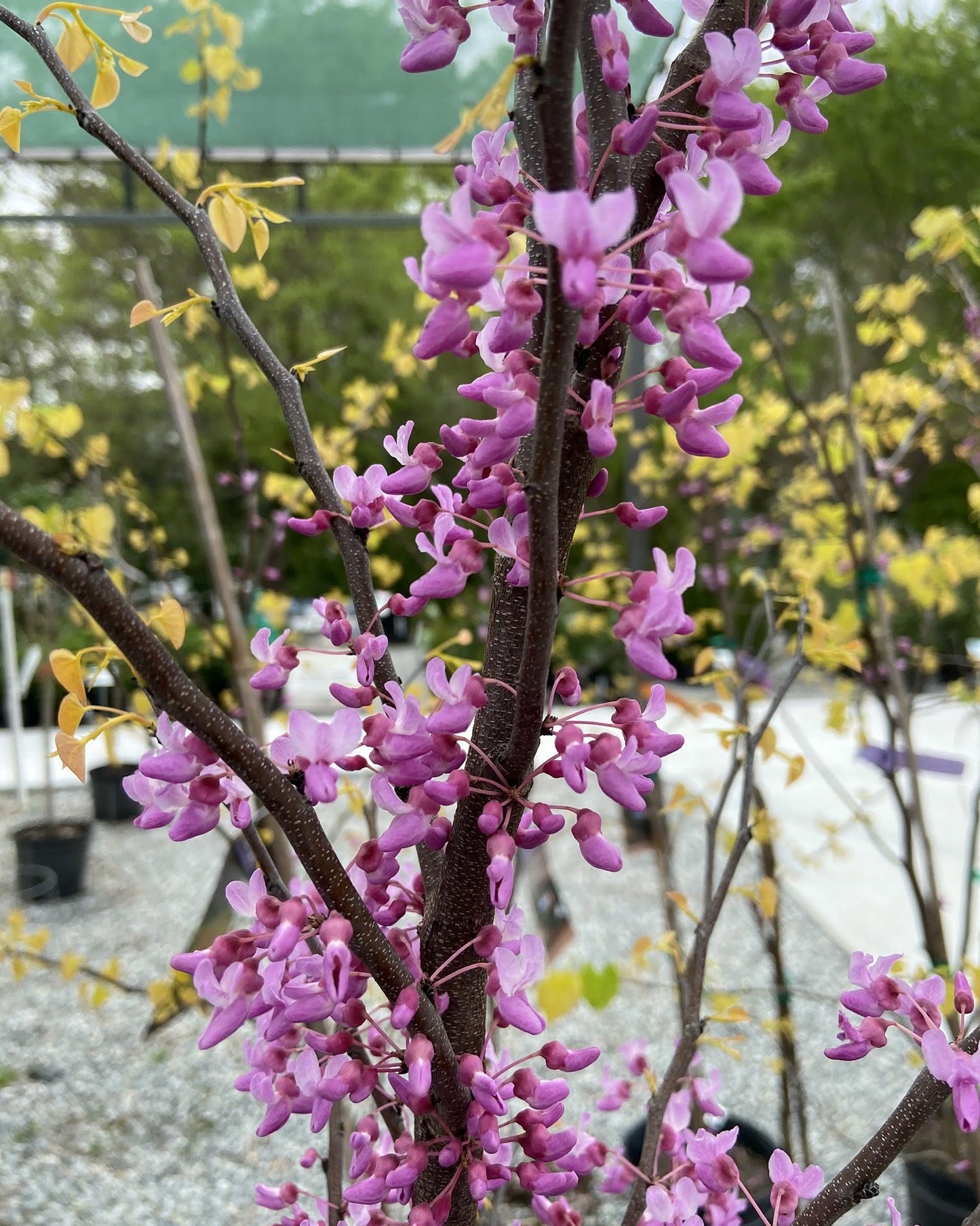 Rising Sun Redbud