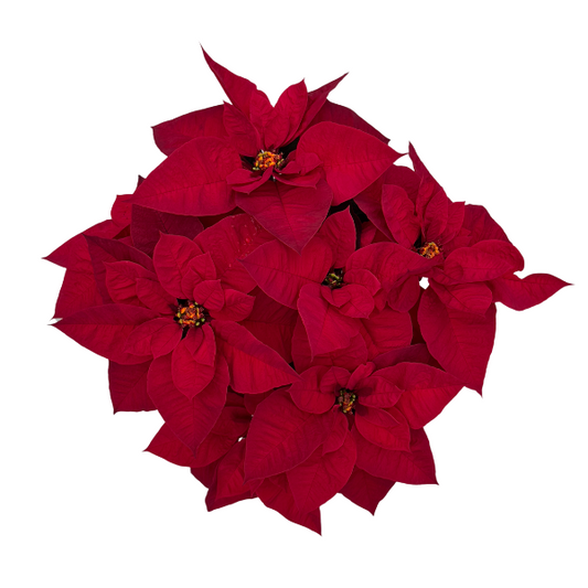 Ridiculously Ruby Red Poinsettia