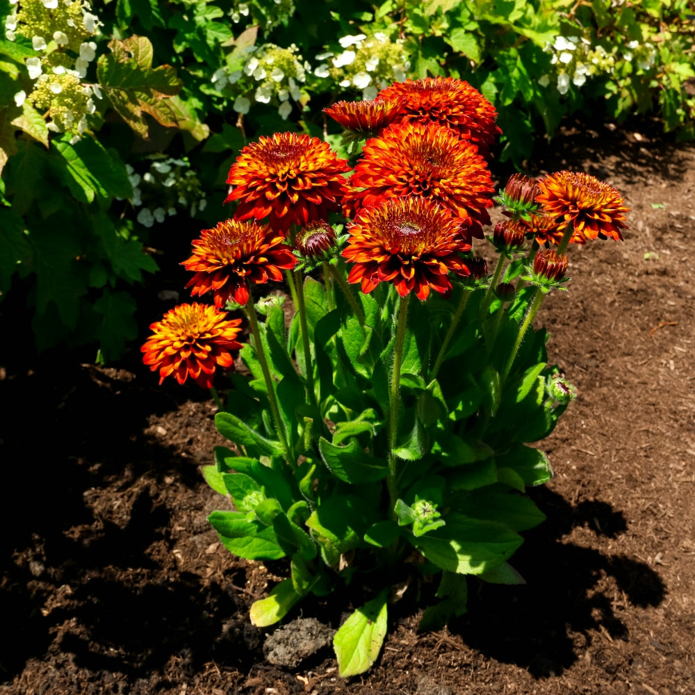 NEW Solar Sisters Cold Hardy Black Eyed Susan
