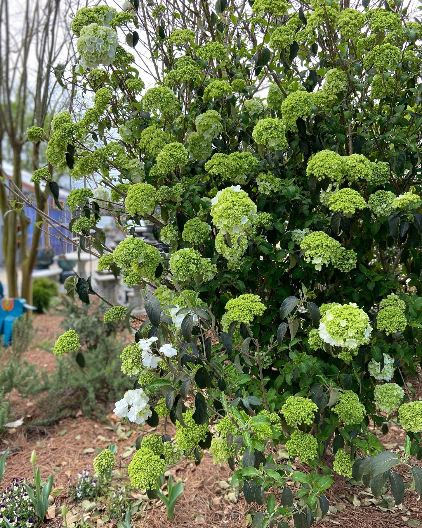 Snowball Viburnum
