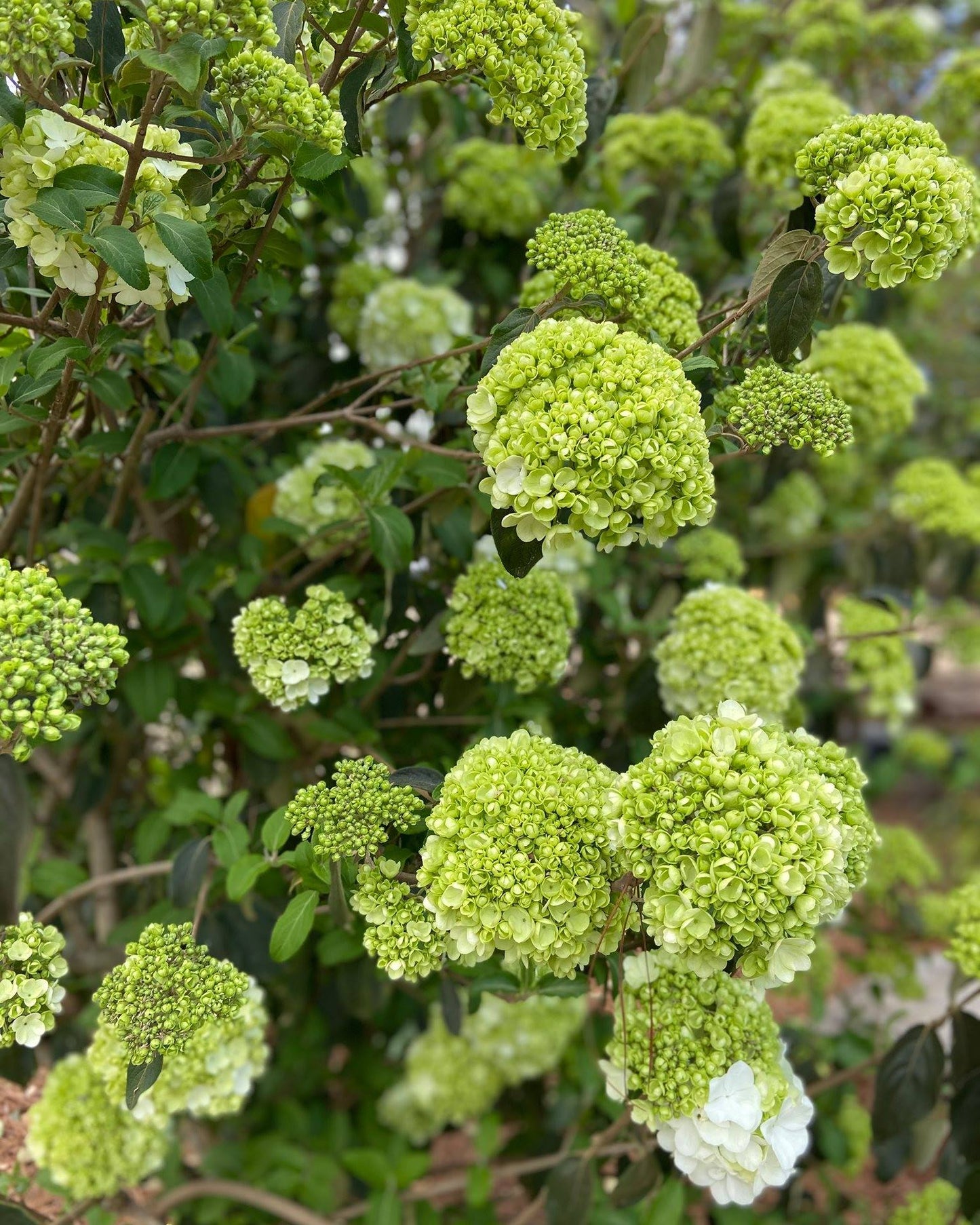 Snowball Viburnum