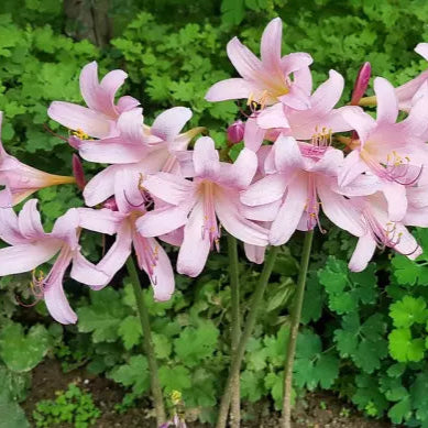 Spider Lily Surprise Resurrection Hurricane Pink