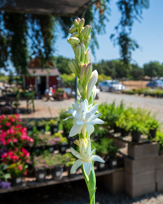Fragrant Tuberose