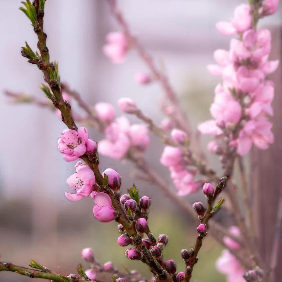 Bonanza Dwarf Fruiting Patio Peach