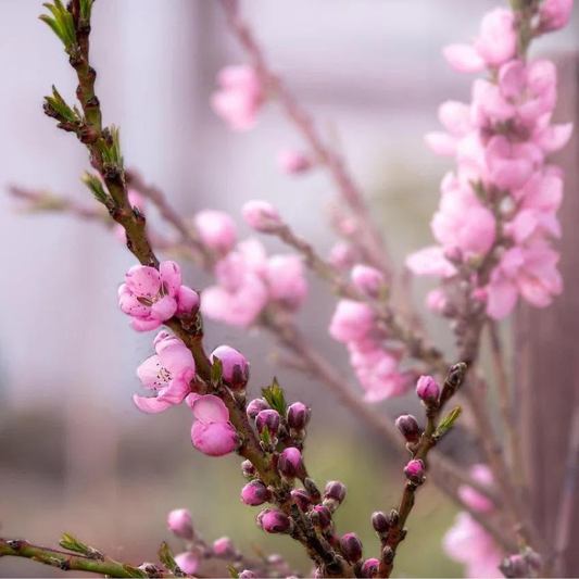 Bonanza Dwarf Fruiting Patio Peach