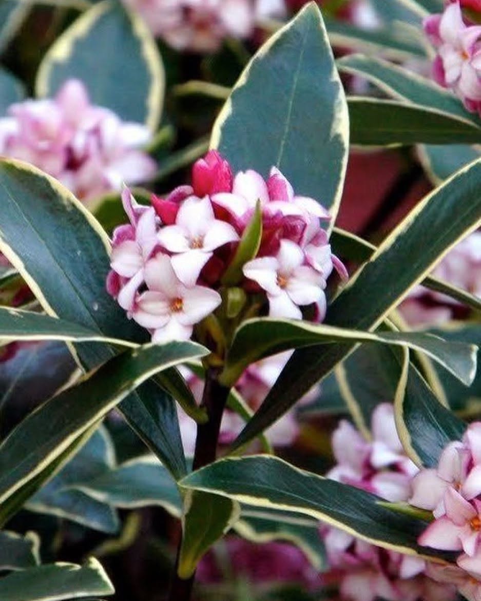 Pink Fragrant Variegated Winter Daphne