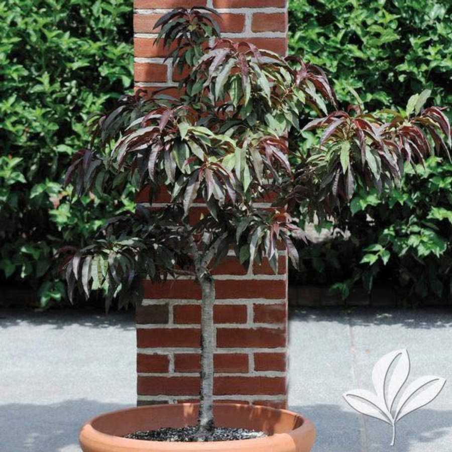 Bonanza Dwarf Fruiting Patio Peach
