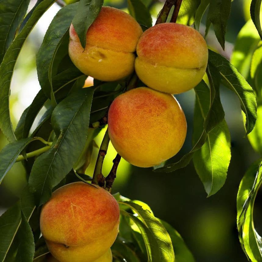 Bonanza Dwarf Fruiting Patio Peach