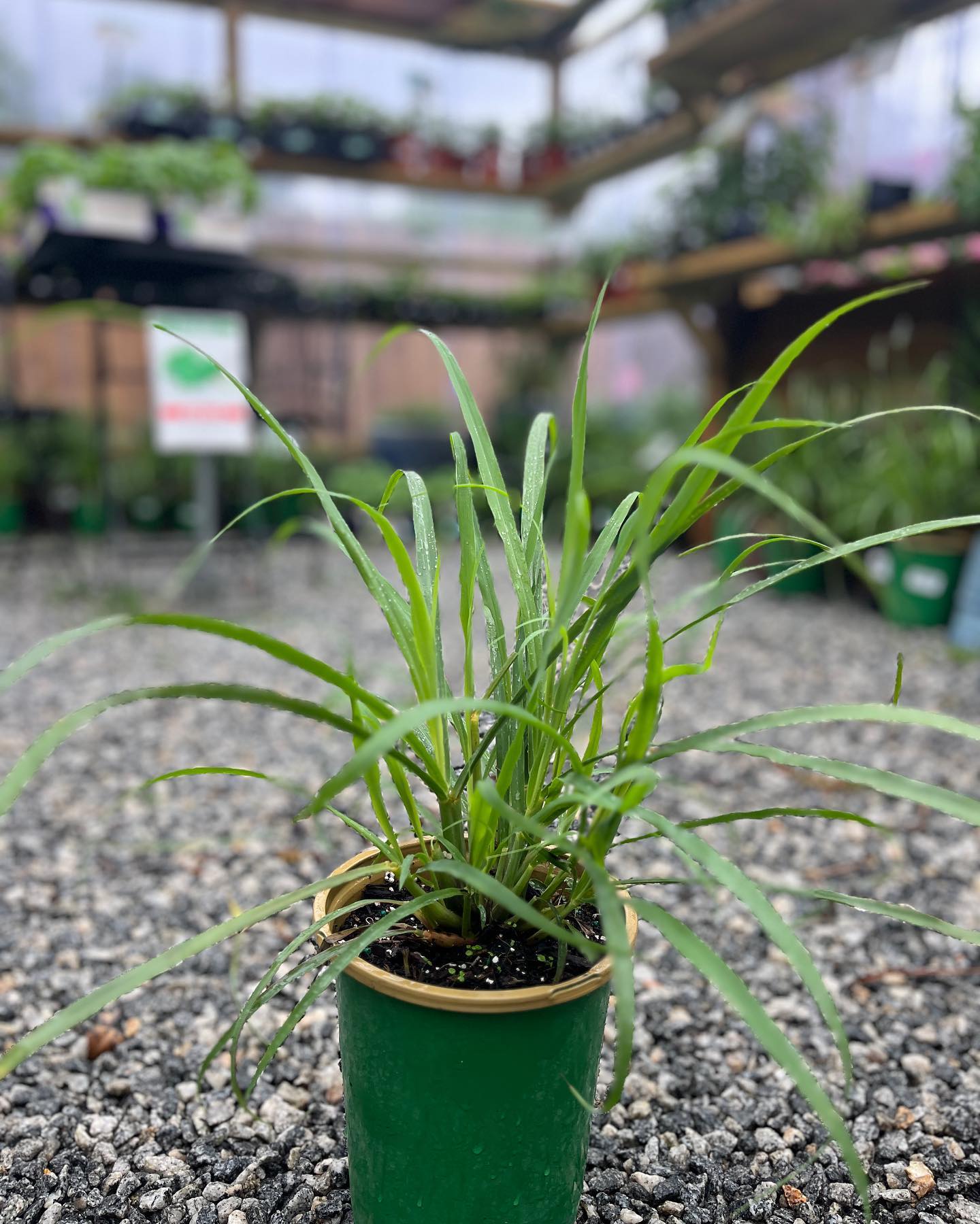 Lemon Mosquito Repelling Grass