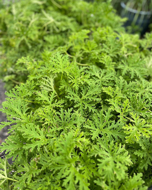 Citronella Mosquito Repelling Geranium