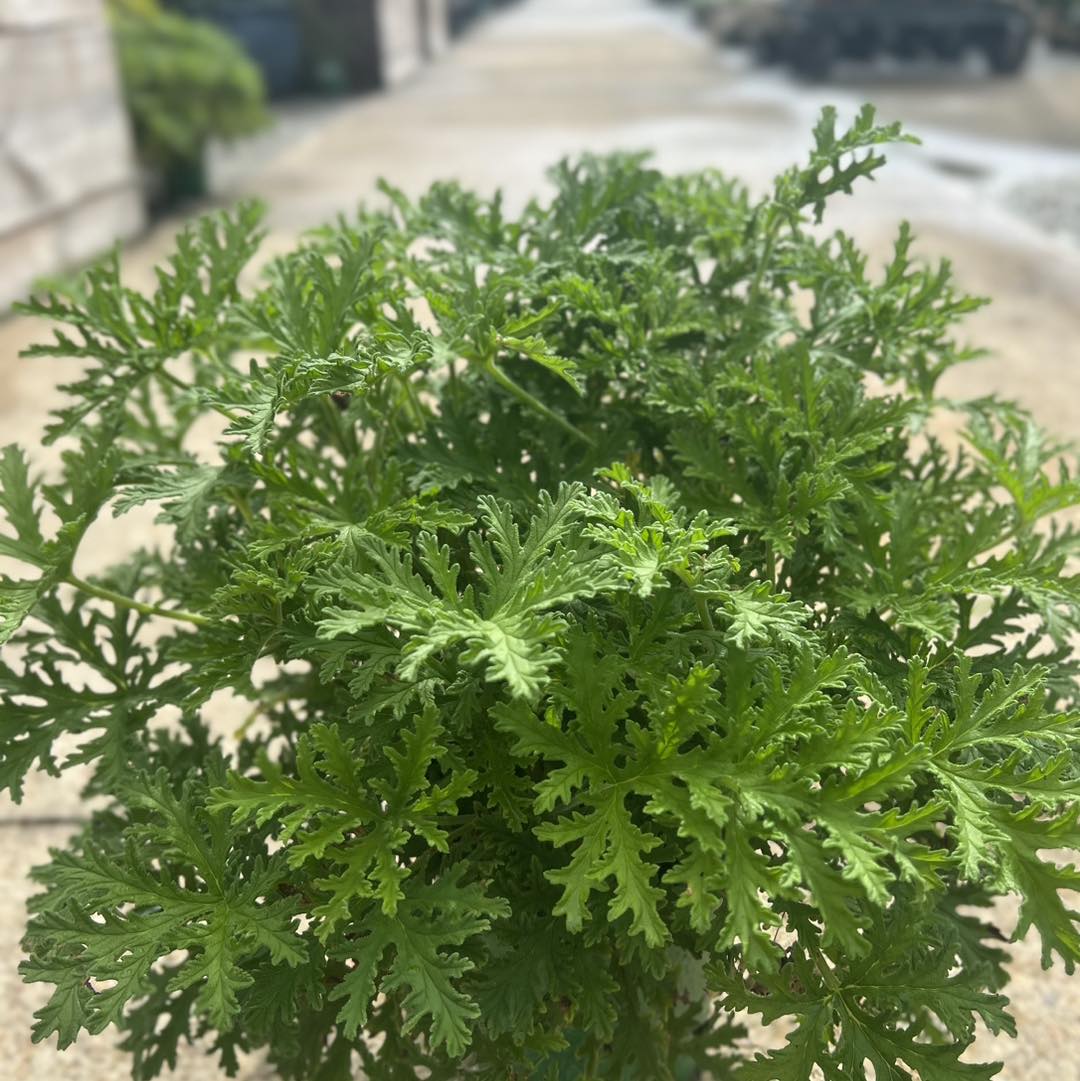 Citronella Mosquito Repelling Geranium