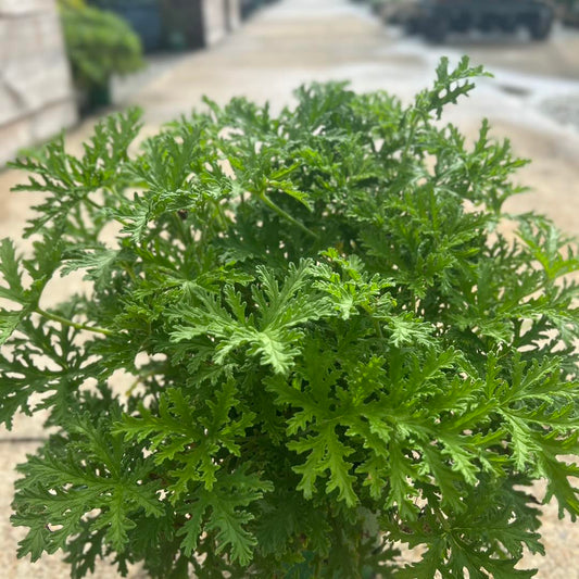 Citronella Mosquito Repelling Geranium