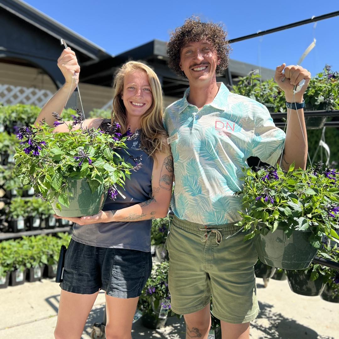 Hummingbird Falls Salvia Hanging Basket