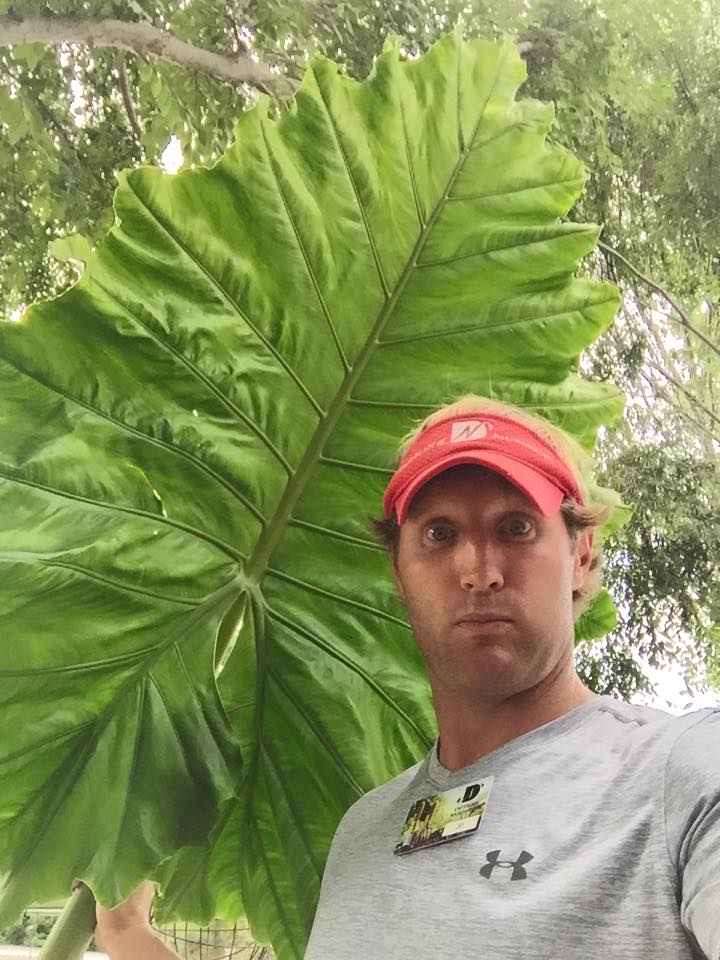 Giant Odora Ruffled Elephant Ear Bulb