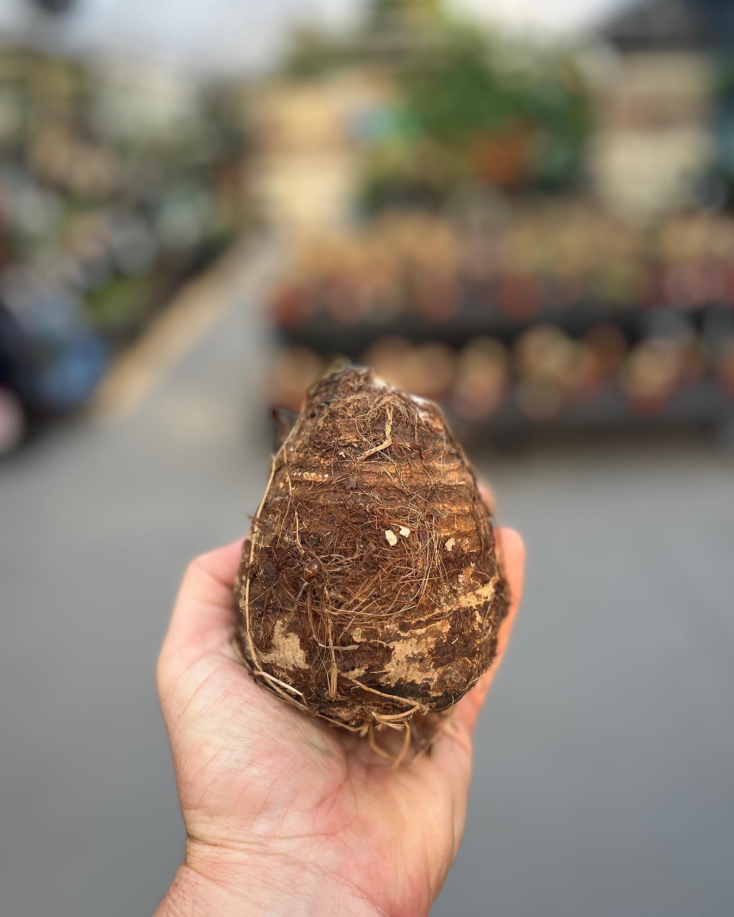 Majestic Mojito Elephant Ear Bulb