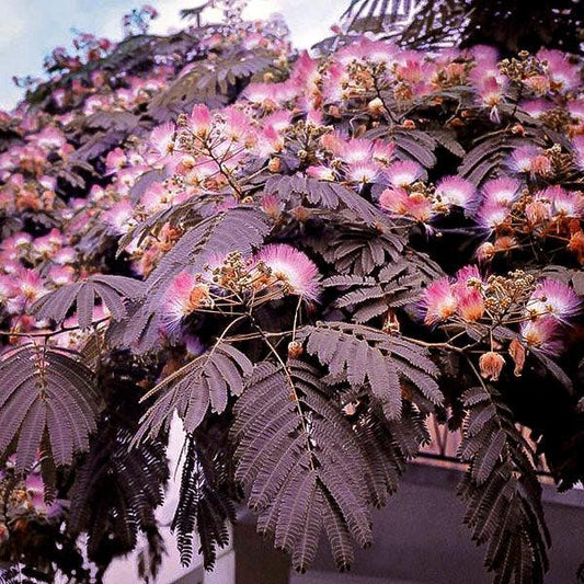 Chocolate Mimosa Tree