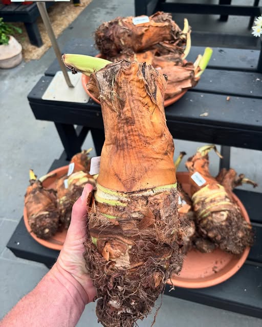 Giant Odora Ruffled Elephant Ear Bulb