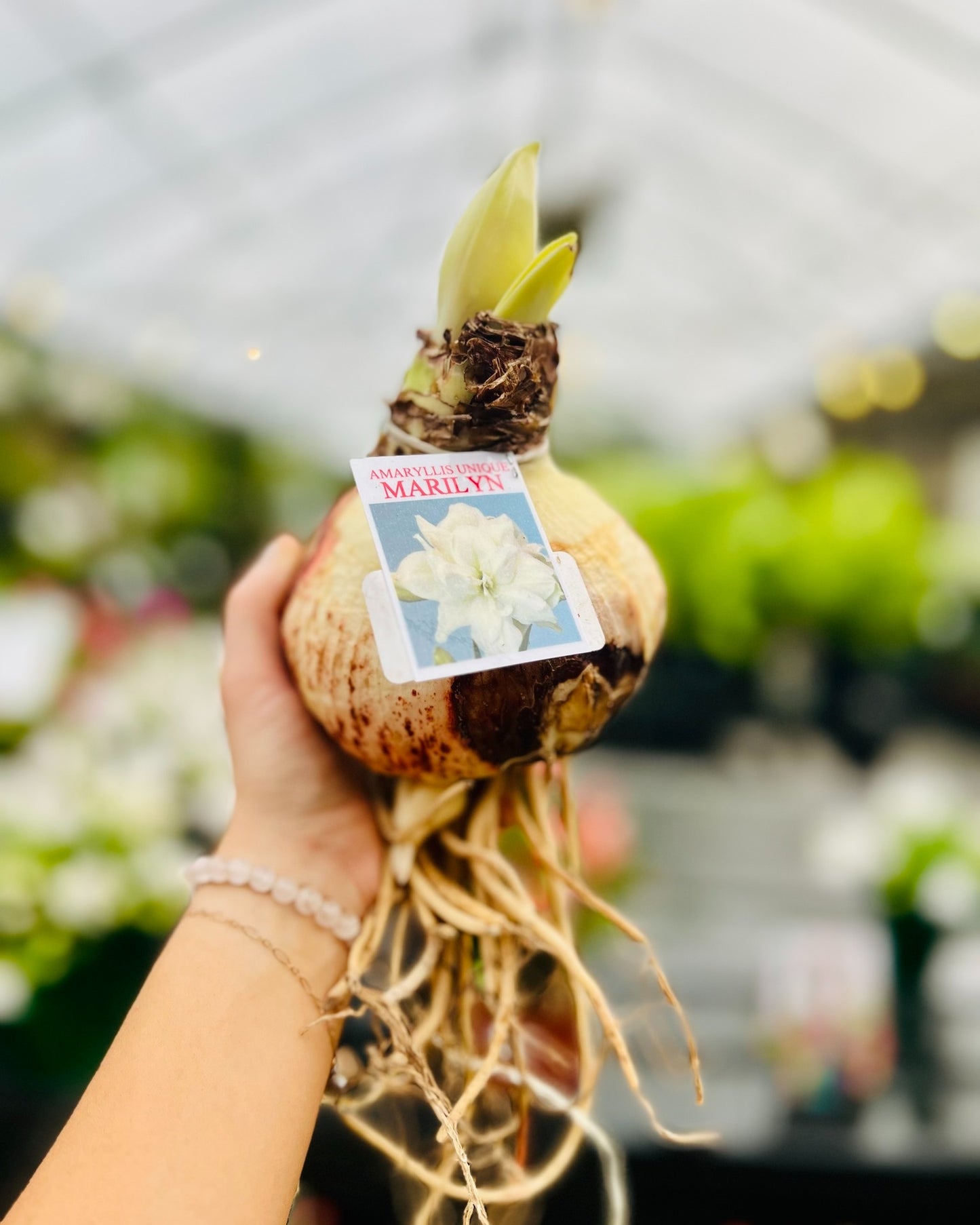 Gervase Amaryllis Bulb