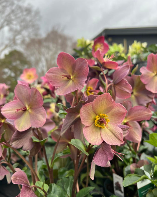 Helleborus Bayli's Blush