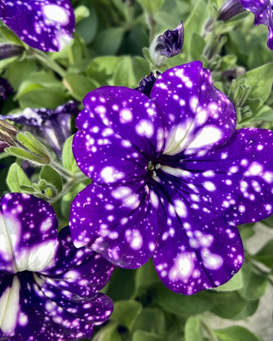 Night Sky Petunia