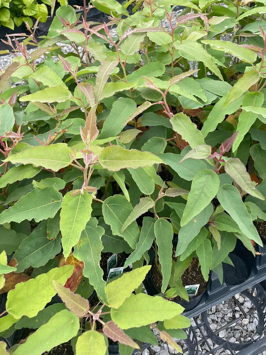 Lemon Eucalyptus (NEW FOR 2026)