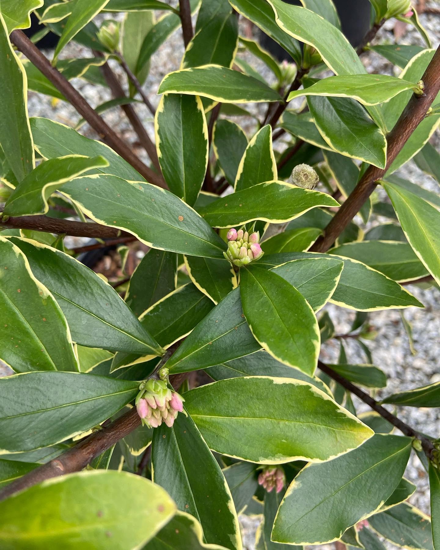 Variegated Pink Winter Daphne
