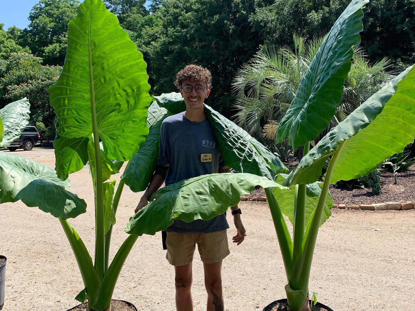 Giant Odora Ruffled Elephant Ear Bulb