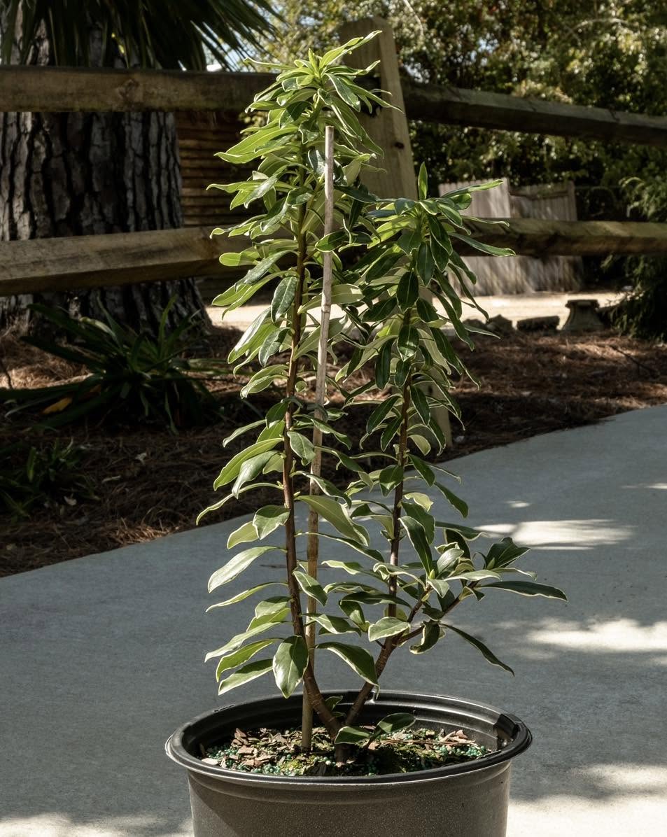 Variegated White Winter Daphne Winter's Sweetest Surprise