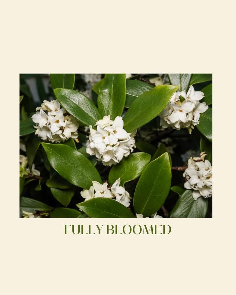 Variegated White Winter Daphne Winter's Sweetest Surprise