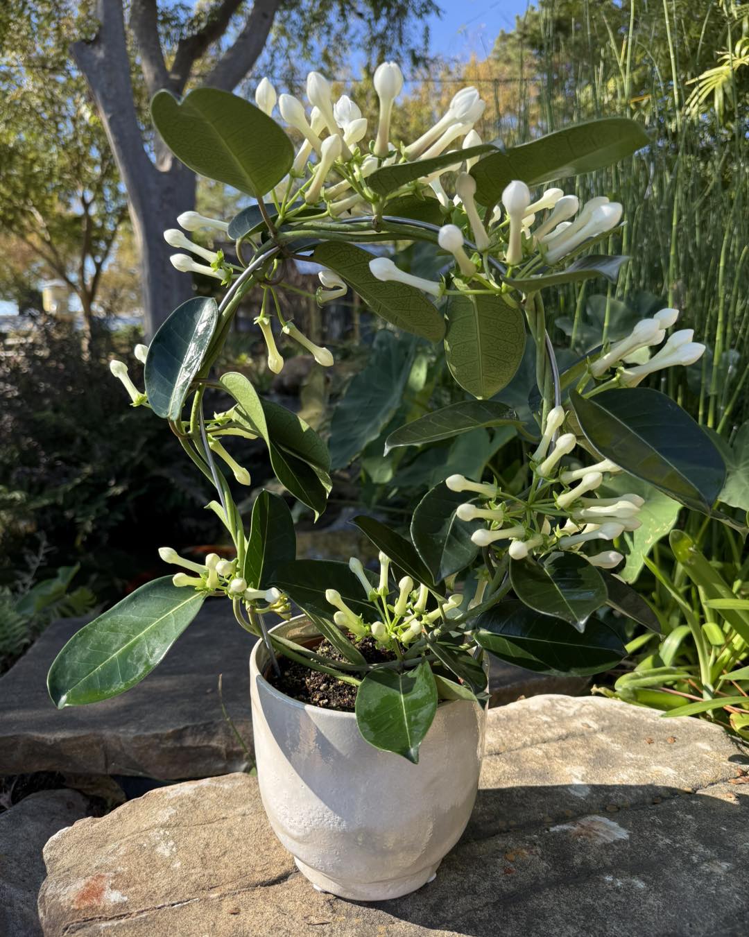 Christmas Bell Jasmine - Stephanotis