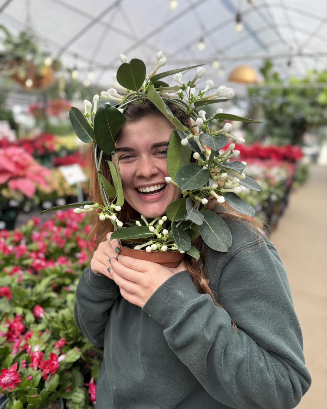 Christmas Bell Jasmine - Stephanotis
