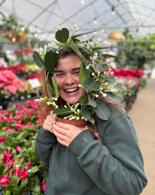 Christmas Bell Jasmine - Stephanotis