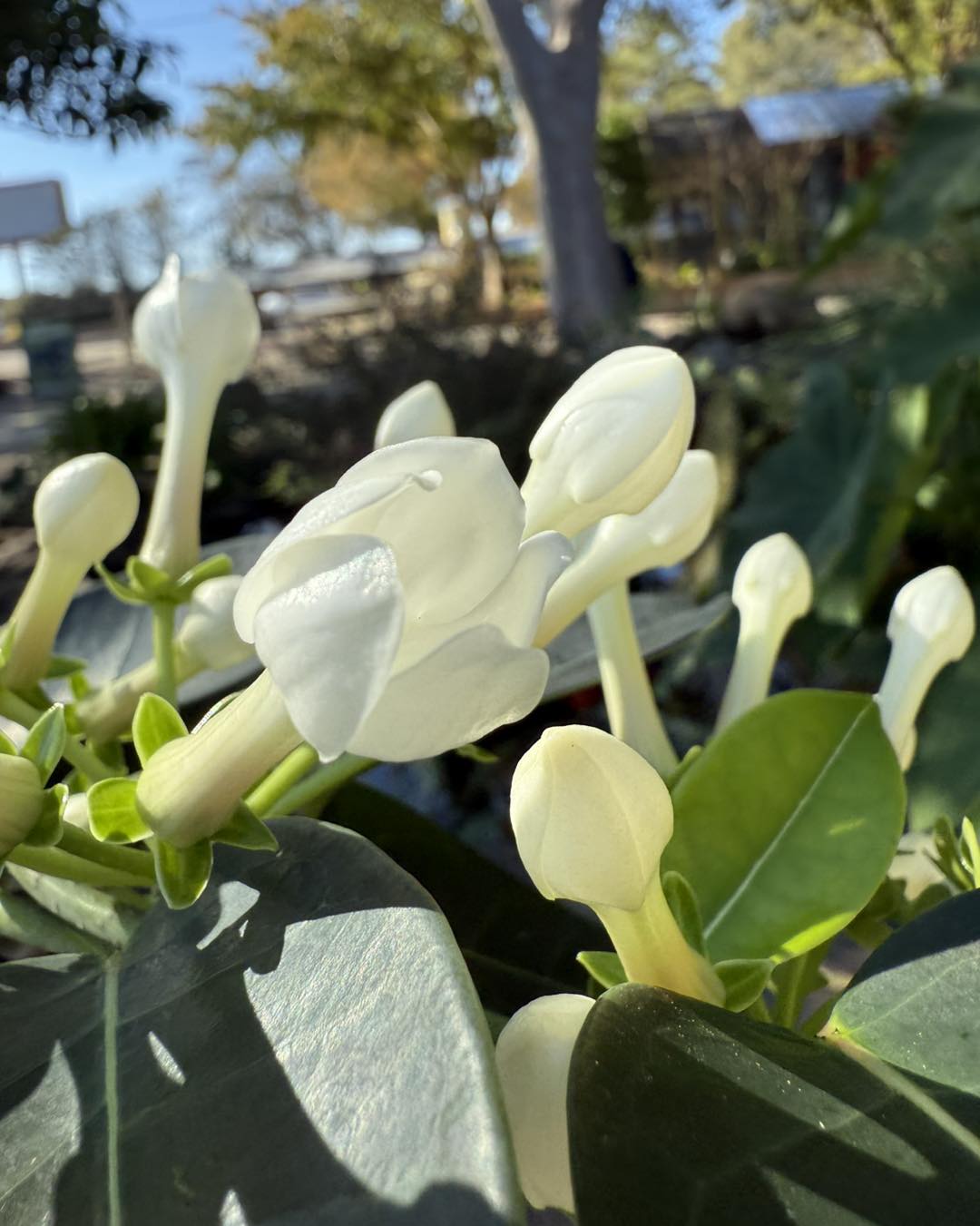 Christmas Bell Jasmine - Stephanotis