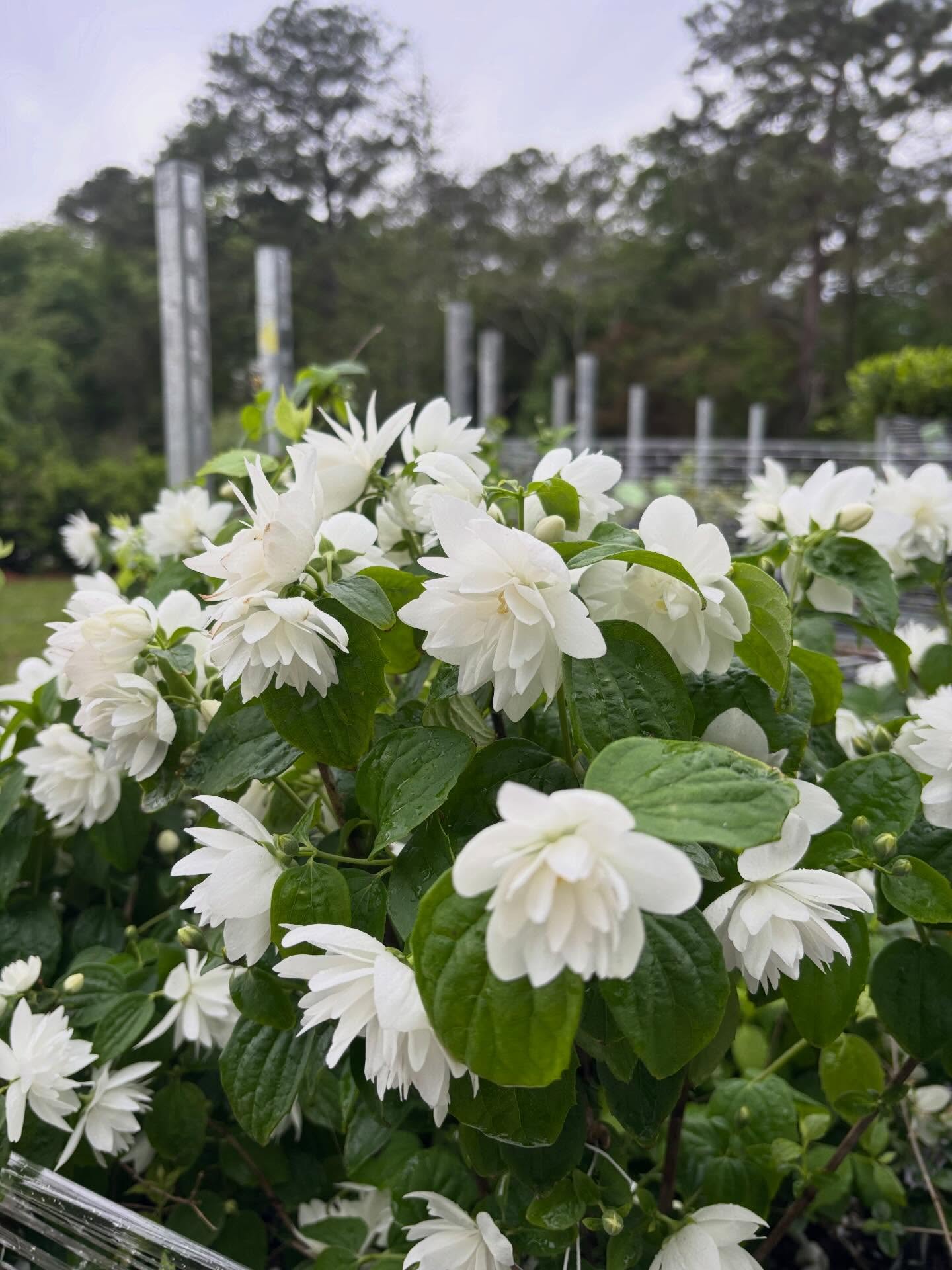 Pearls Of Perfume Mock Orange