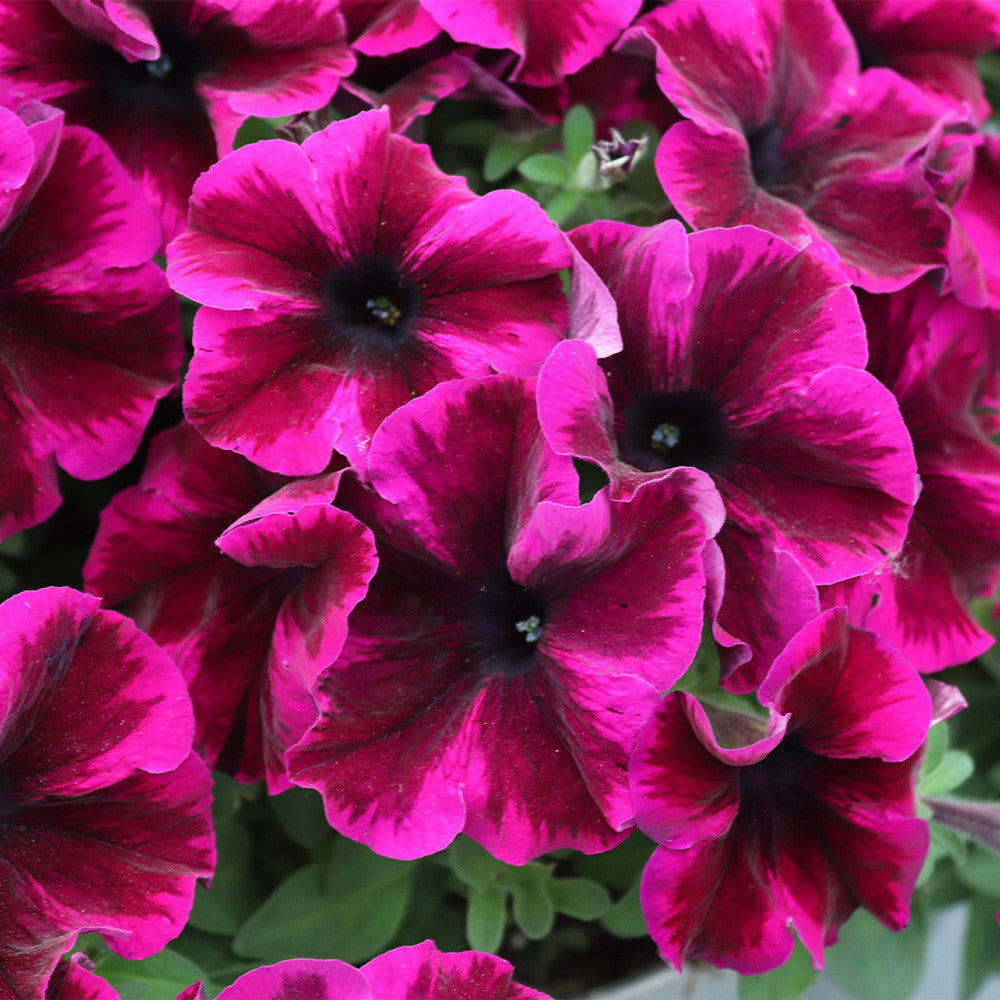 Cosmic Purple Petunia