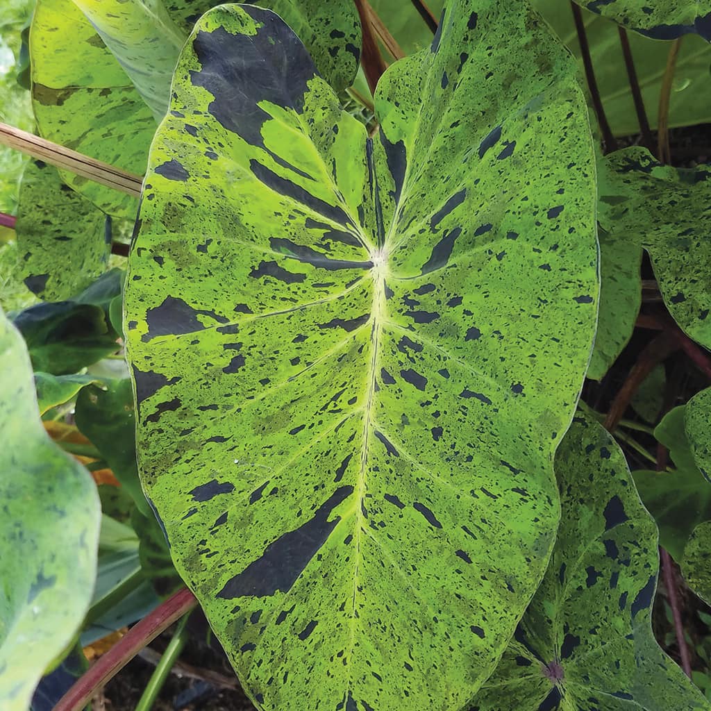 Majestic Mojito Elephant Ear Bulb