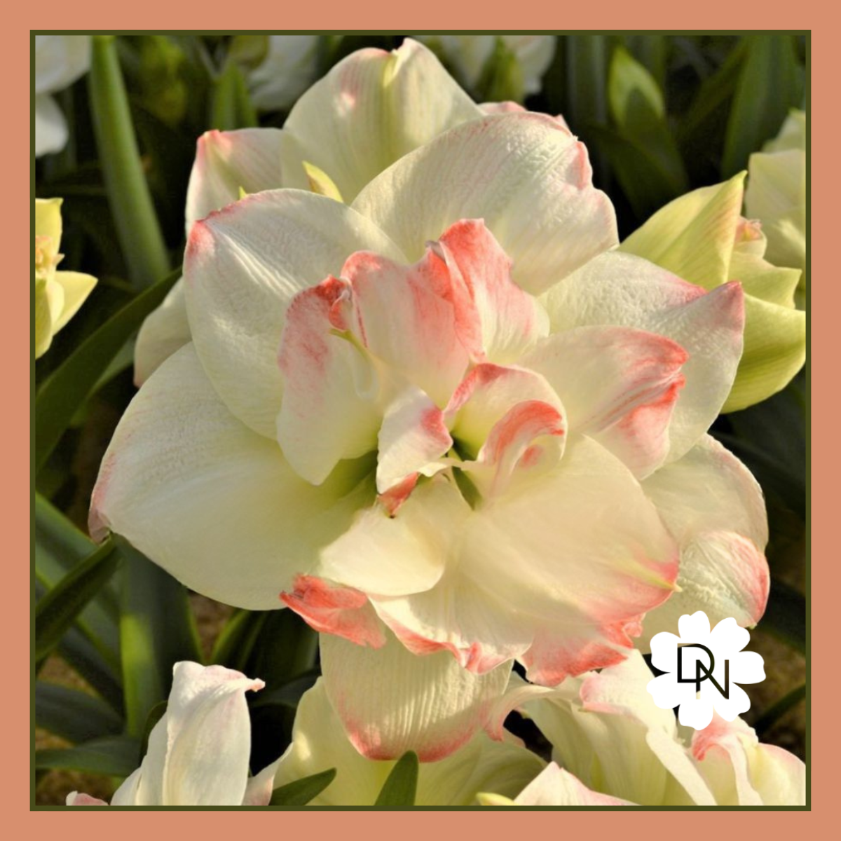 Double Candy Amadeus Amaryllis