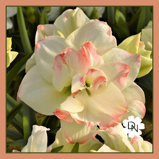 Double Candy Amadeus Amaryllis