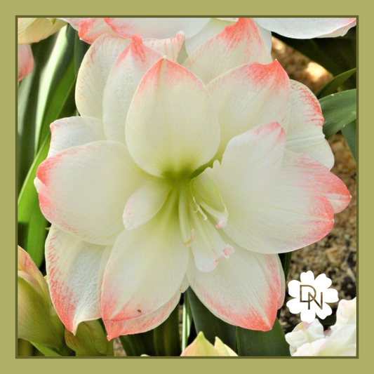 Double Candy Amadeus Amaryllis