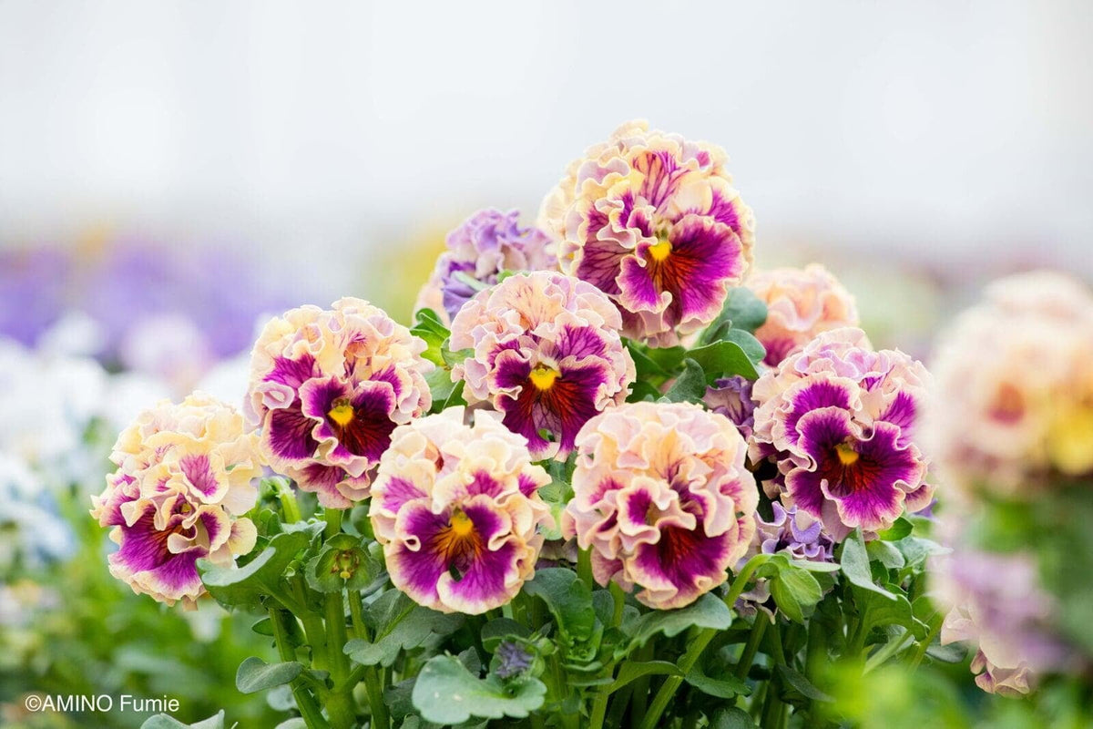 👑🌸 Elegance Pansy – Antoinette Collection 🌸👑