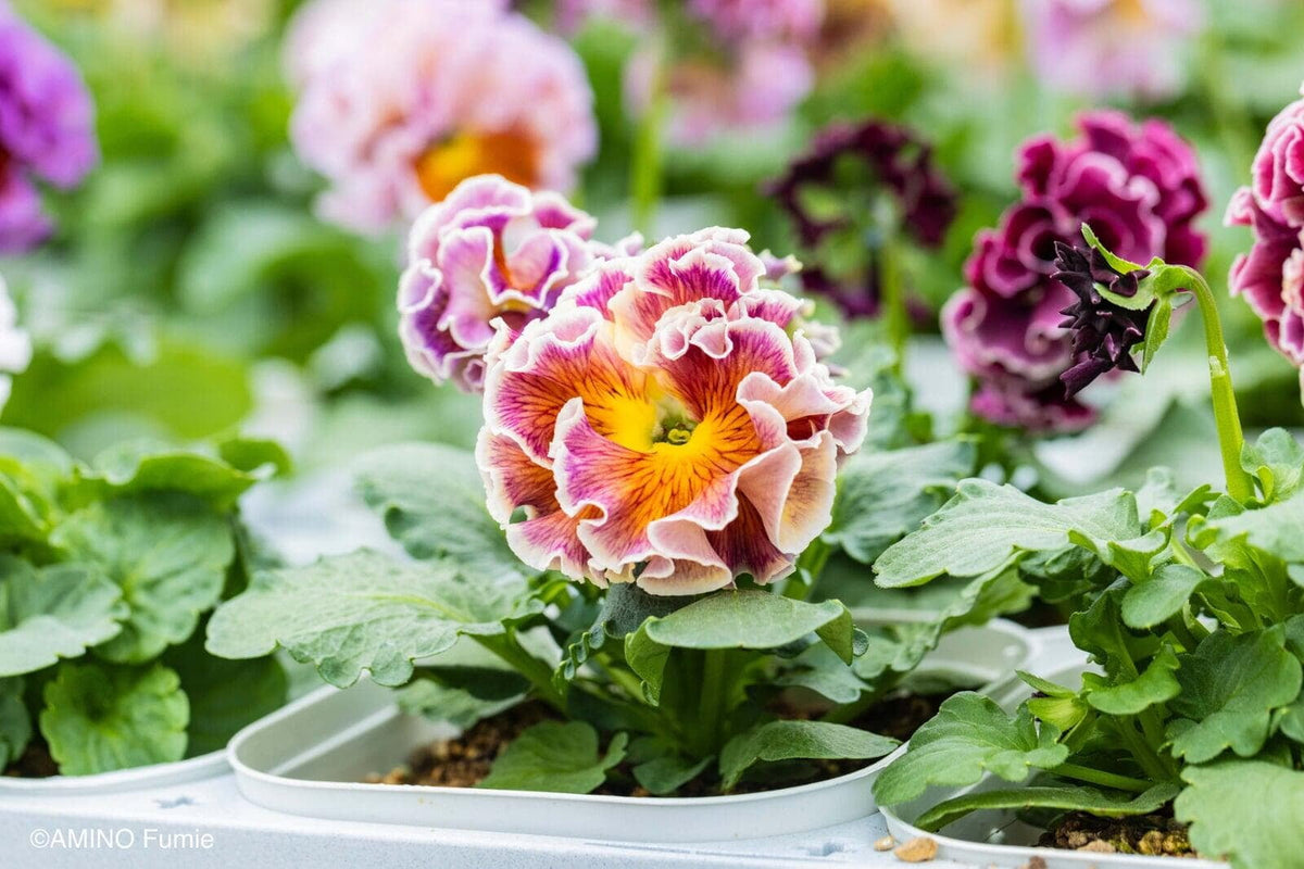 👑🌸 Elegance Pansy – Antoinette Collection 🌸👑